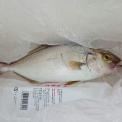 シオ初ゲット！！