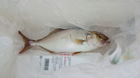 シオ初ゲット！！