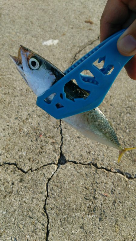 デカサバはまた来年がんばります(笑)