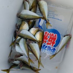 昼間のサビキでも釣れますね♪