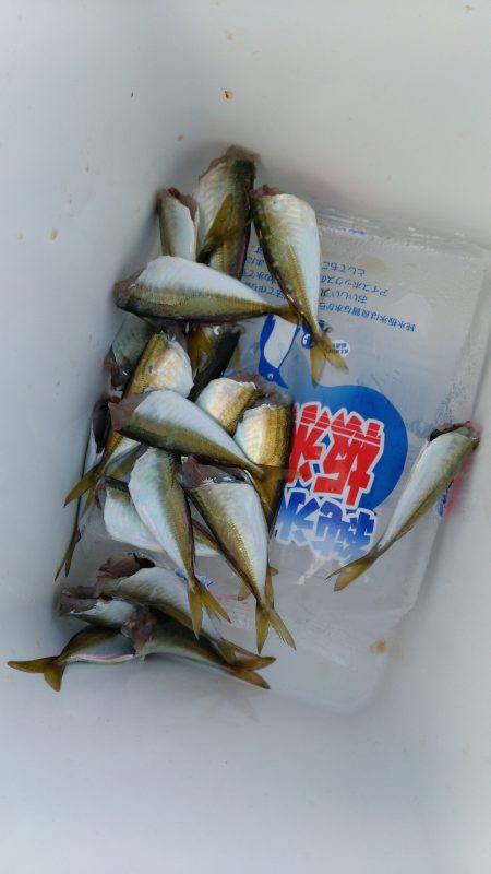 昼間のサビキでも釣れますね♪