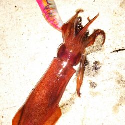 今年は順調な感じですね！ケンサキイカ！