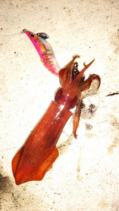 今年は順調な感じですね！ケンサキイカ！