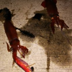 今夜もツ抜け♪神明ケンサキング♪