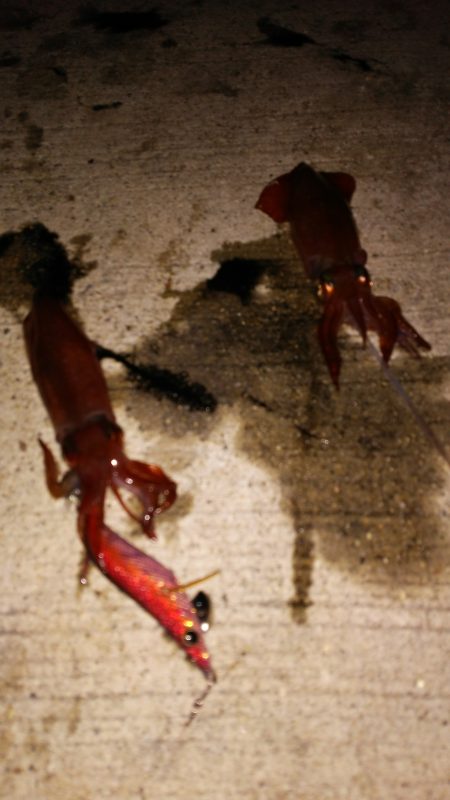 今夜もツ抜け♪神明ケンサキング♪