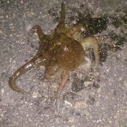 食品コンビナートでアオリ新子調査でタコ