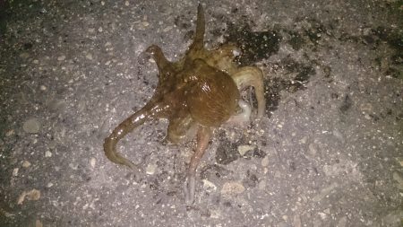 食品コンビナートでアオリ新子調査でタコ