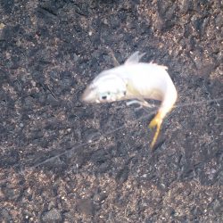 泉佐野食品コンビナートで飛ばしサビキ