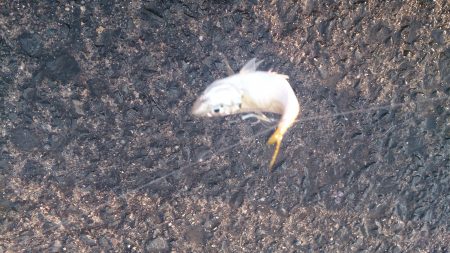 泉佐野食品コンビナートで飛ばしサビキ