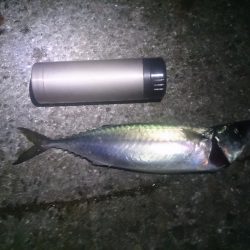 2015/08/03　アジュール舞子で大サバ