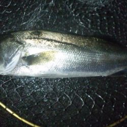 ナイトシーバス