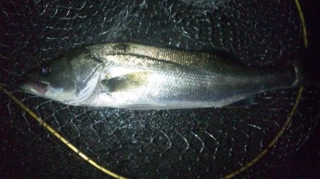 ナイトシーバス