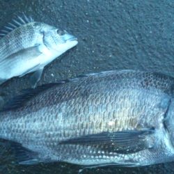 河口にてフカセ釣り