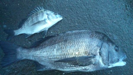 河口にてフカセ釣り