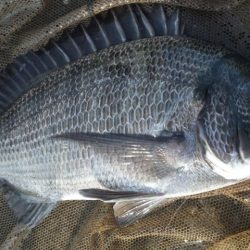 フカセで、チヌ狙い