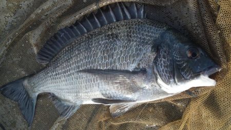 フカセで、チヌ狙い