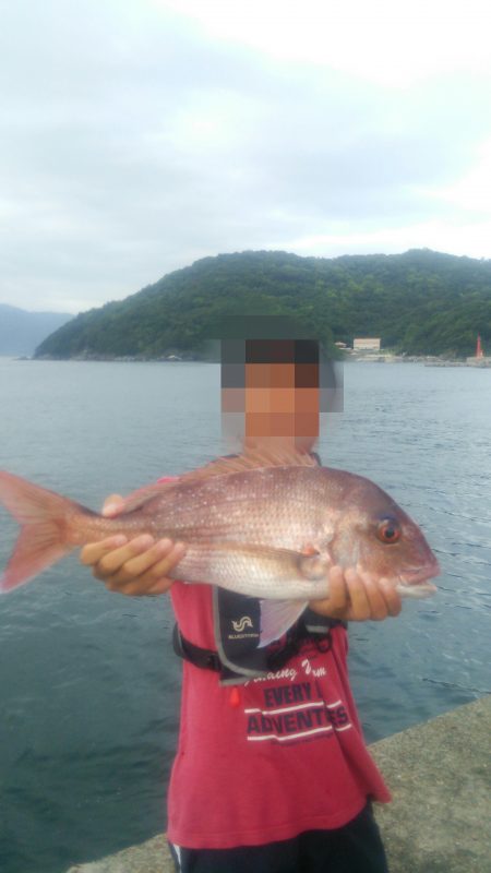 沼島でかご釣り、飲ませ釣り