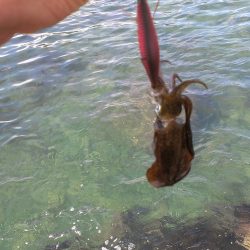 新子調査に・・・う