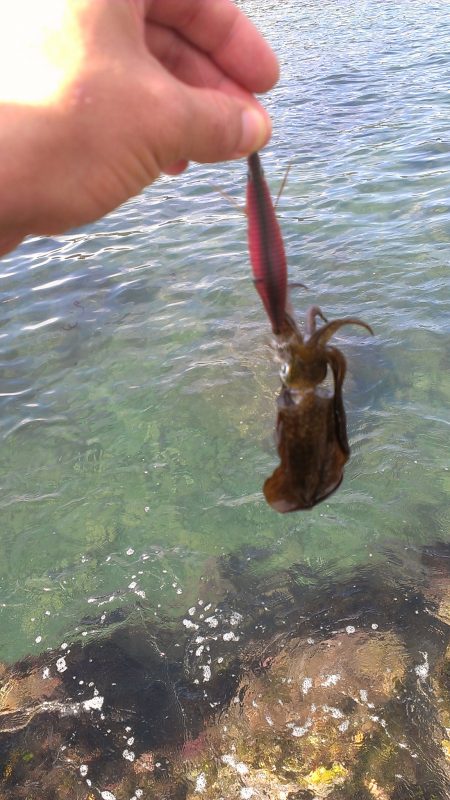 新子調査に・・・う