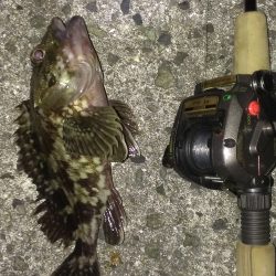 南甲子園浜ガシラ いまいちな釣果