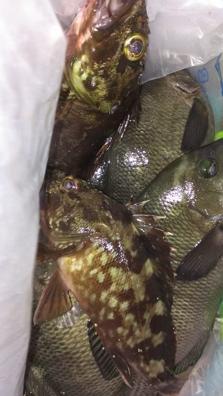 芦屋浜石畳ウキ釣り 夕涼みに最適