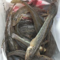 淀川ハゼ情報、まだ早いかな？