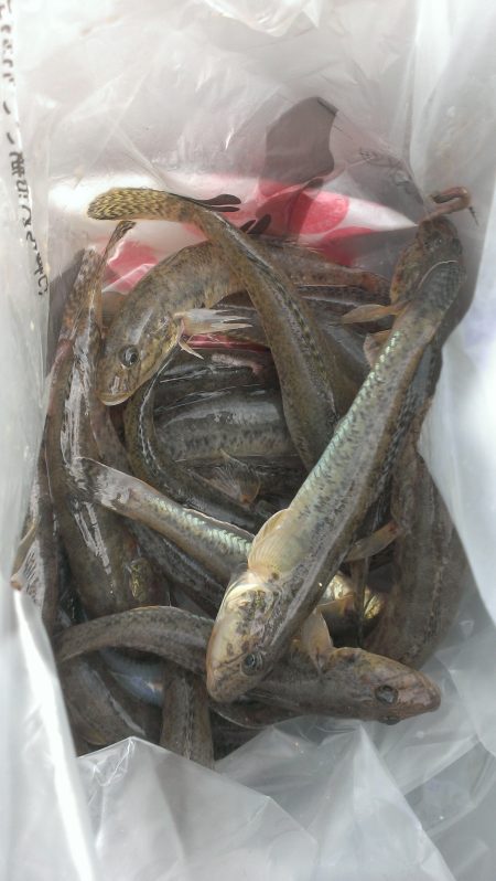 淀川ハゼ情報、まだ早いかな？