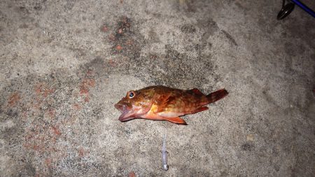 音海大波止サゴシ釣れていました。