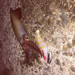 シビアなアタリをとらえれば…