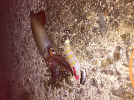 シビアなアタリをとらえれば…