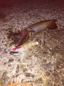 シビアなアタリをとらえれば…