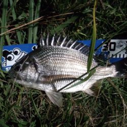 チニング好調です！