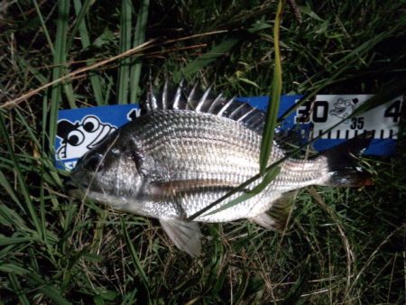 チニング好調です！