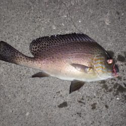 またまたコロダイ狙いで、