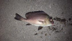 またまたコロダイ狙いで、