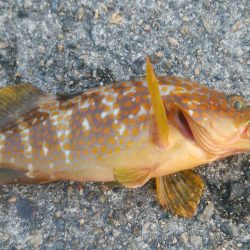 ライトショアロックジギング