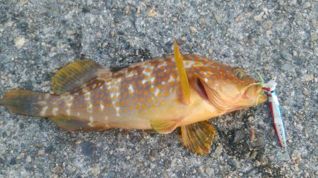 ライトショアロックジギング