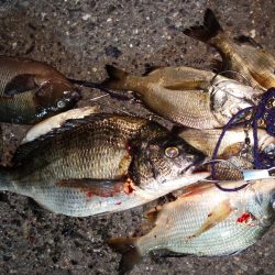 久々!!満足の釣果