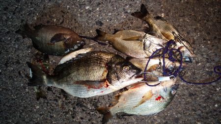 久々!!満足の釣果