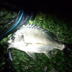 武庫川チニング好調です！