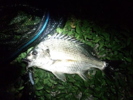 武庫川チニング好調です！