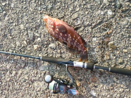 プチロックフェス！