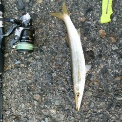 今日はどうか？