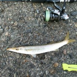 今日はどうか？