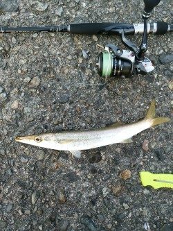 今日はどうか？