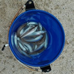 キス時々ガッチョ