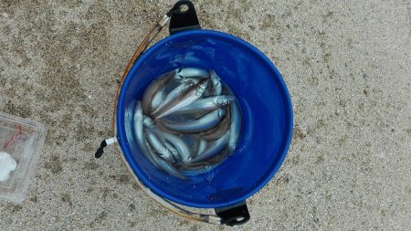 キス時々ガッチョ