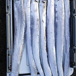 神戸港サーべリング