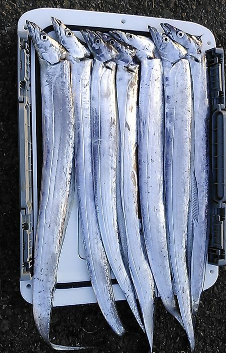 神戸港サーべリング