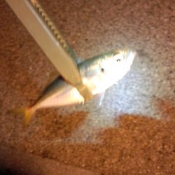 アジングそして…